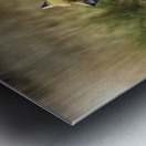 Opportunistic Fox Metal print