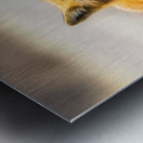 Foxing Around Metal print