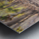 Lioness watching her pride. Metal print