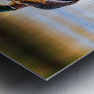 A Mallard’s Ballet. Metal print