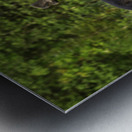 Bull Moose in Algonquin Park. Metal print