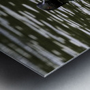 Common Loon in Water. Impression metal