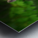 Portrait of a Fox Metal print