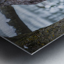 Great Grey Owl Metal print