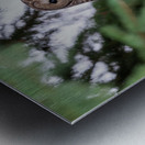 Barred Owl Metal print