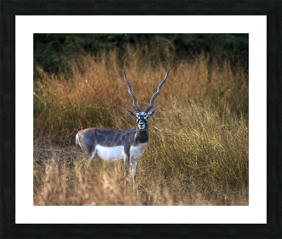 Blackbuck  Picture Frame print