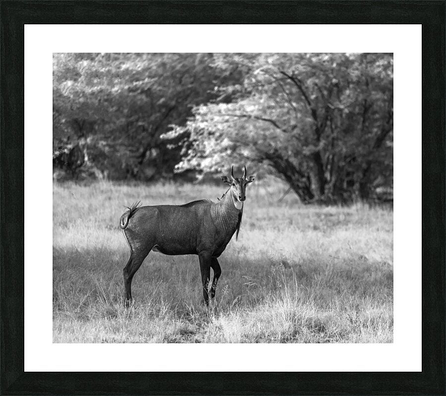 Nilgai Picture Frame print