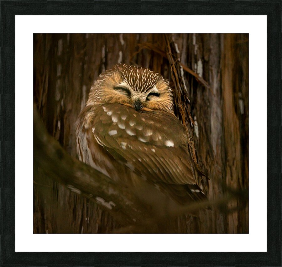 Saw Whet Owl Picture Frame print