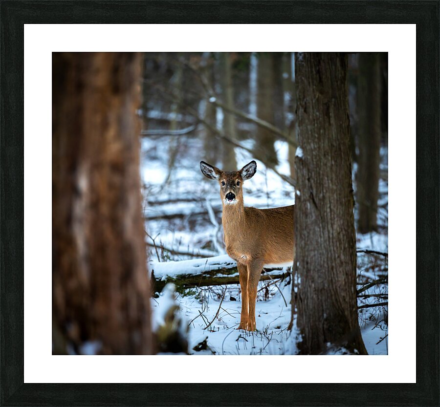 Red Tail Deer Picture Frame print
