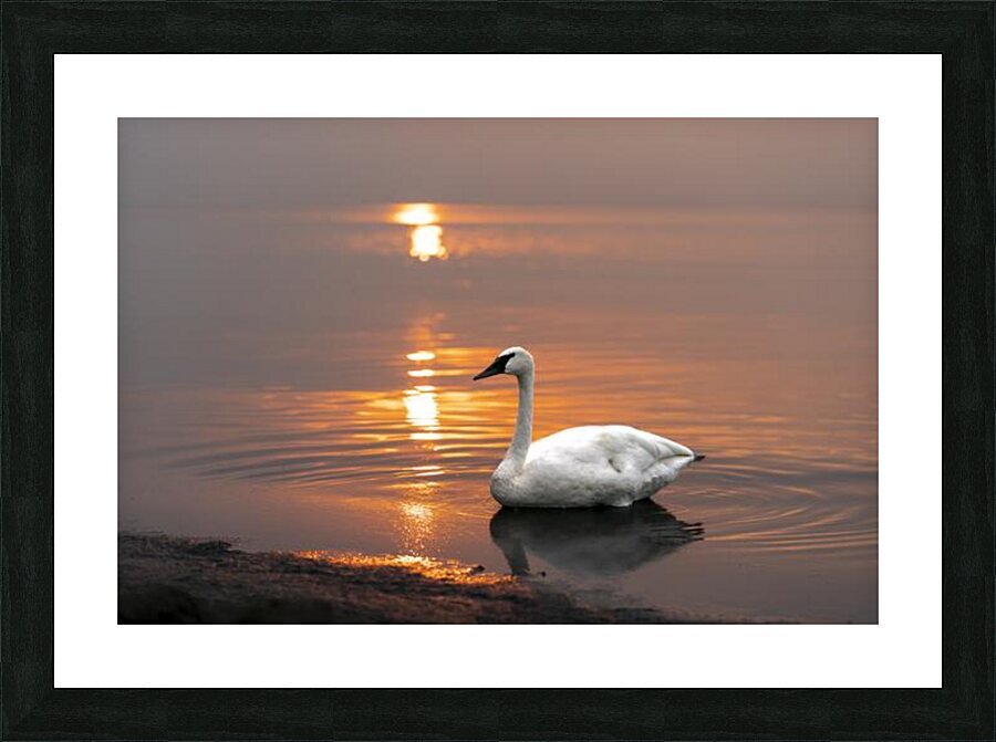 Swan on Lake Picture Frame print