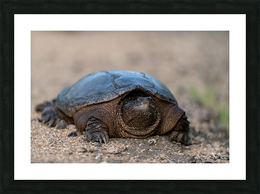 Snapping Turtle Picture Frame print