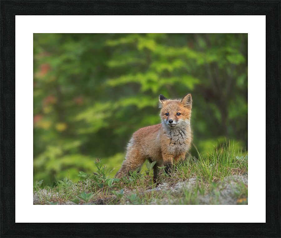 Fox Kit Picture Frame print