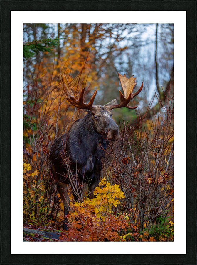 Bull Moose in Fall Colors Picture Frame print