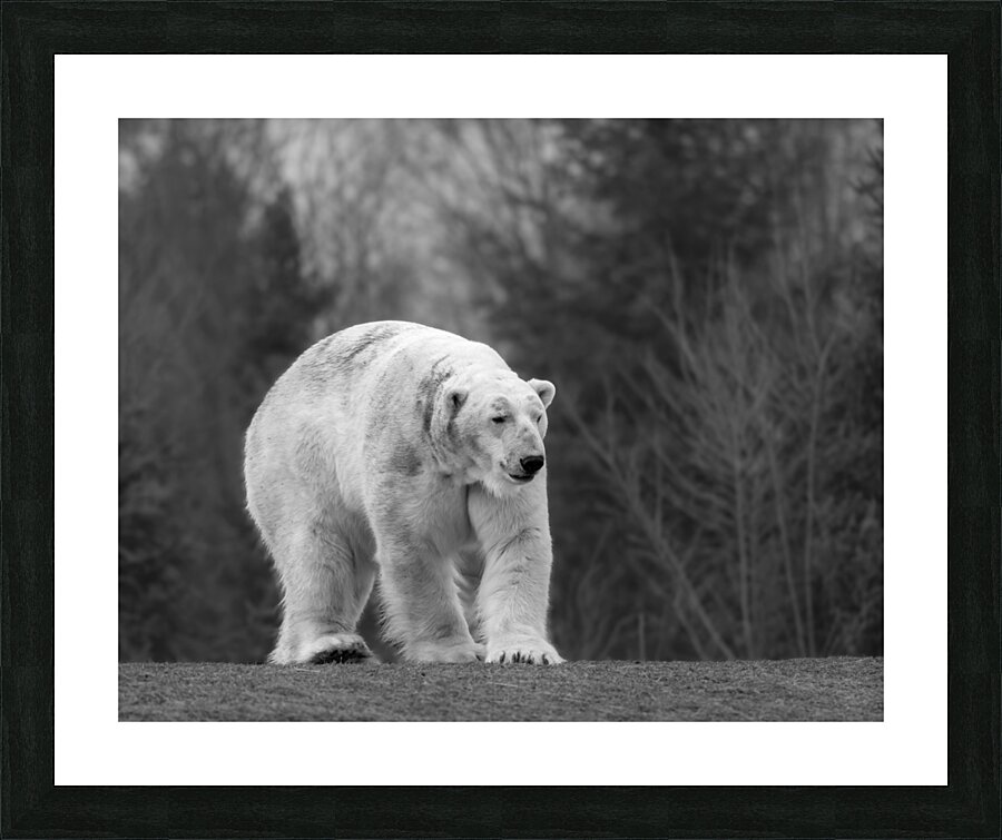 Polar Bear  Picture Frame print