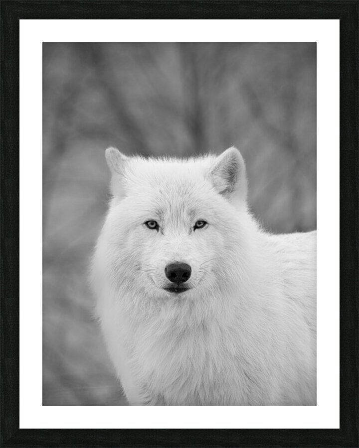 Arctic Wolf Picture Frame print