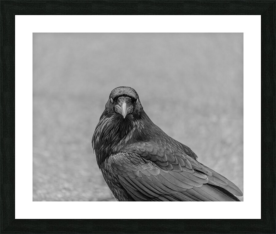 Raven Eyes Picture Frame print