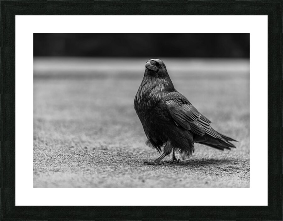 Three Eyed Raven Picture Frame print