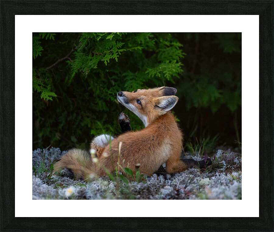 Fox in nature s embrace Picture Frame print