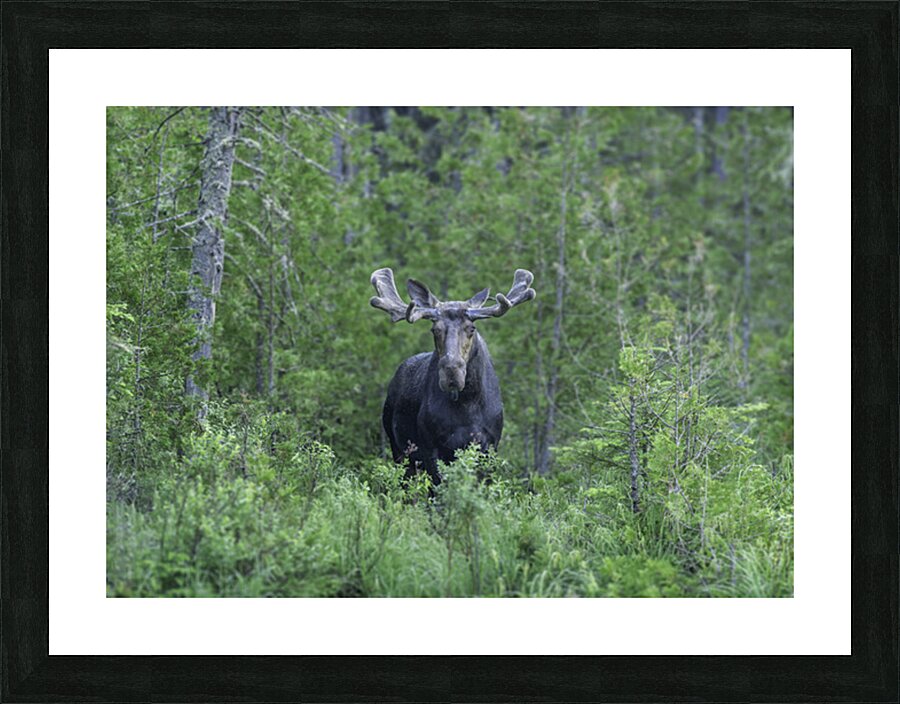 Gaze of a Bull Moose Picture Frame print