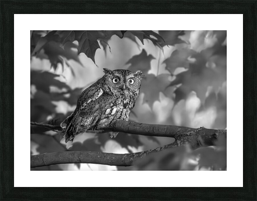 Gaze of an Owl Picture Frame print