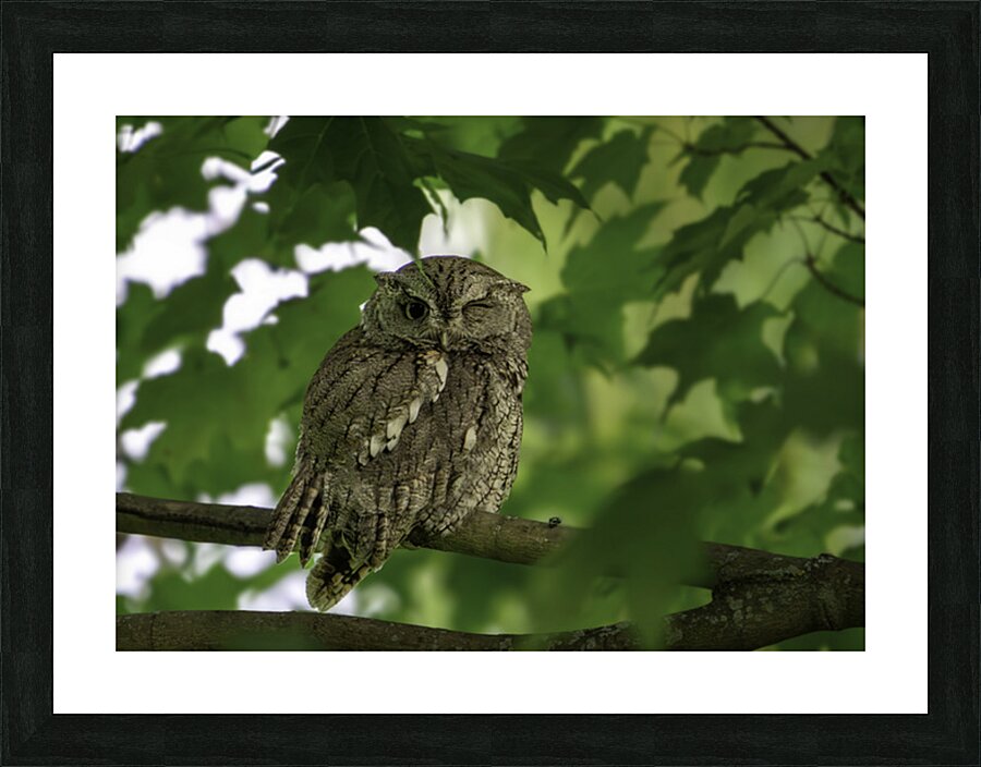 Winking Owl Picture Frame print