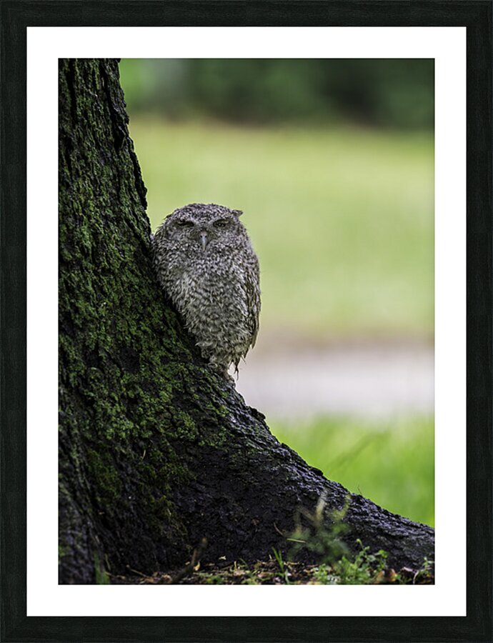 Eastern Screech Owlet Picture Frame print