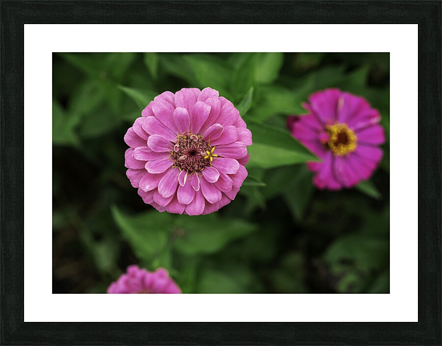 Nature’s art palette Picture Frame print