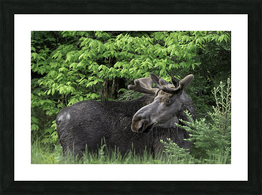 Gentle Giant Picture Frame print