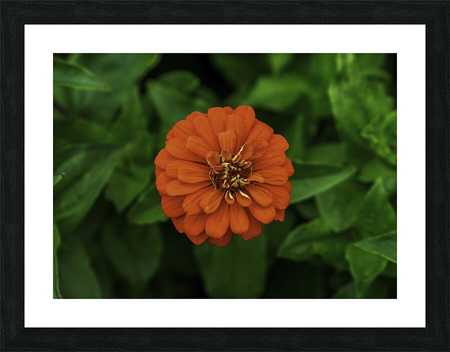 Dahlia Delight Picture Frame print