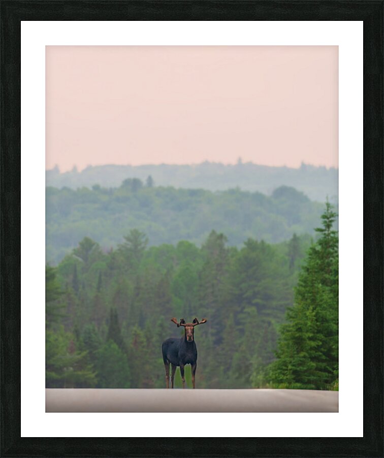 Standing Guard Picture Frame print