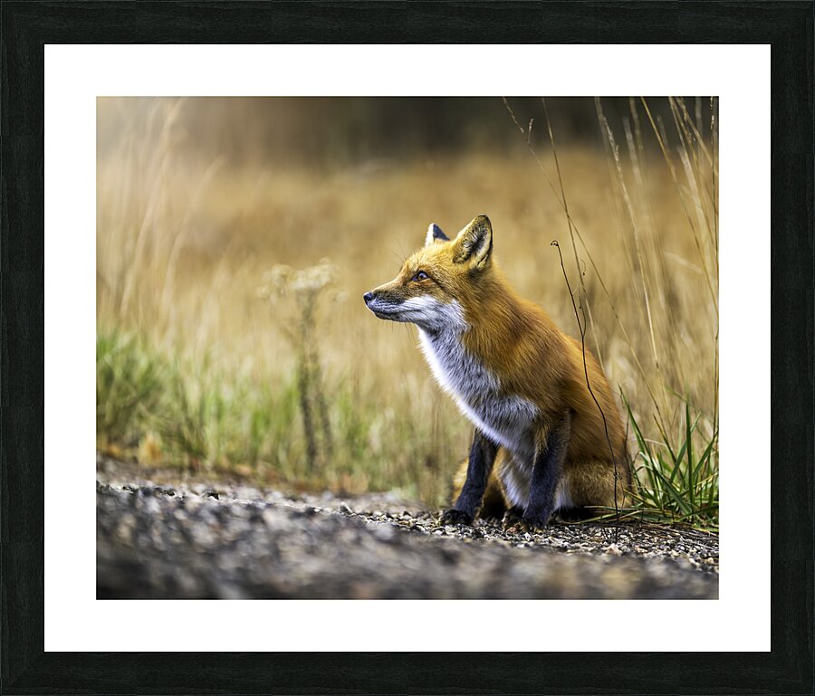 Fox portrait in morning light Picture Frame print