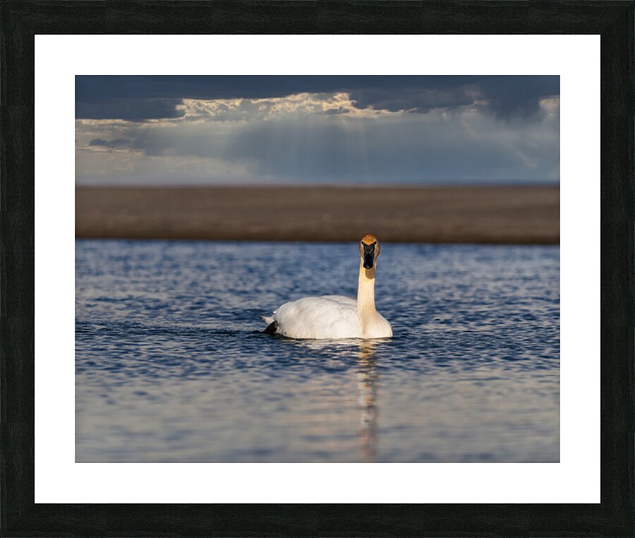 Swan on Lake Ontario Picture Frame print
