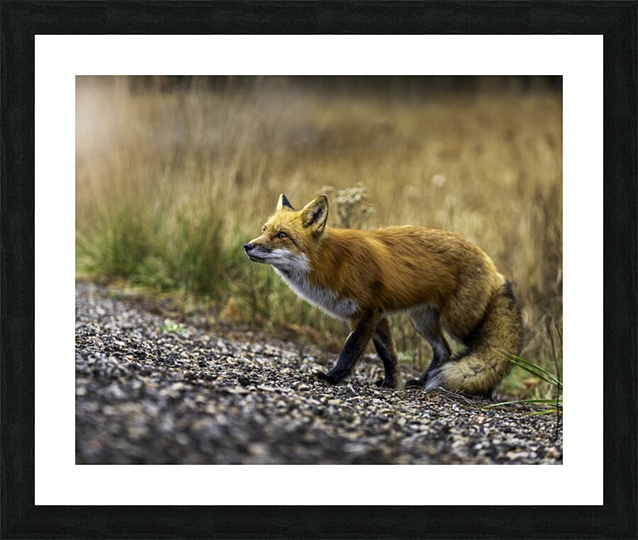 Opportunistic Fox Picture Frame print