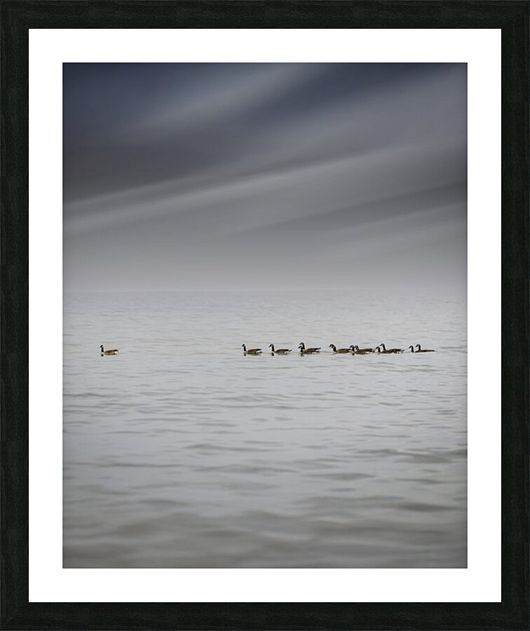 Gracefully Gliding Picture Frame print