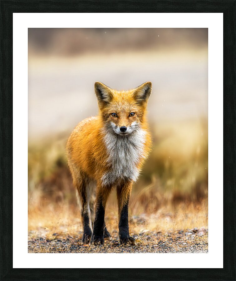 Foxing Around Picture Frame print