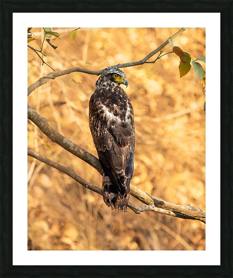 Crested Serpent Eagle. Picture Frame print