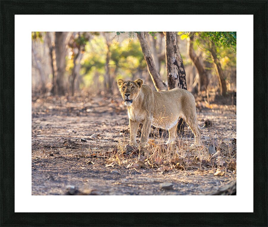 Lioness watching her pride. Picture Frame print