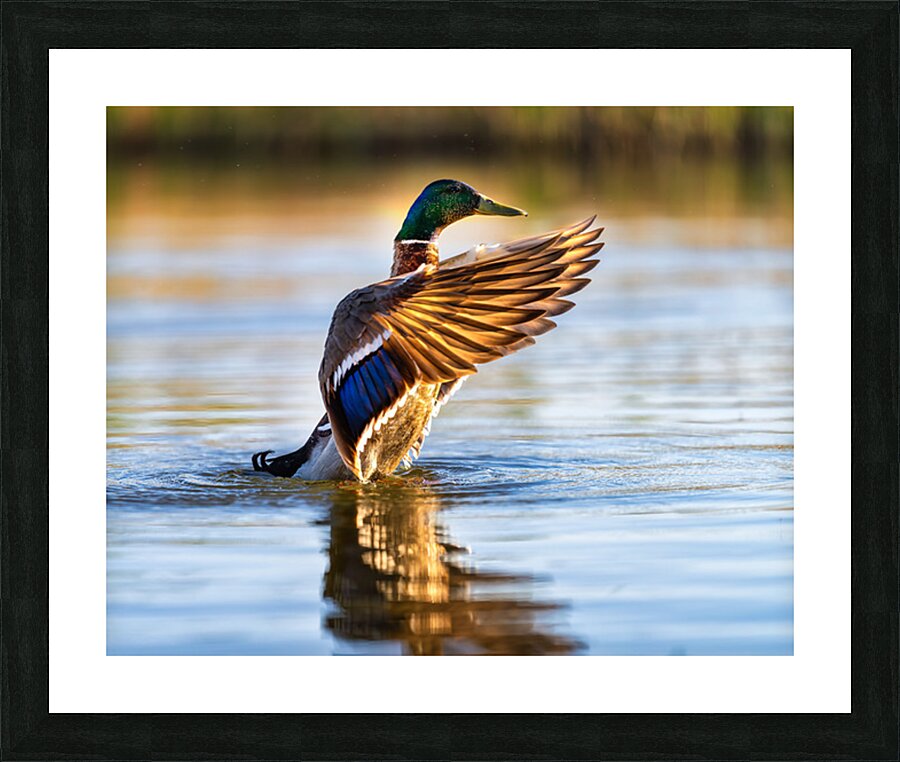A Mallard’s Ballet. Picture Frame print