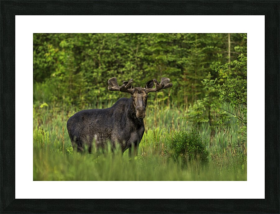 Bull Moose in Algonquin Park. Picture Frame print