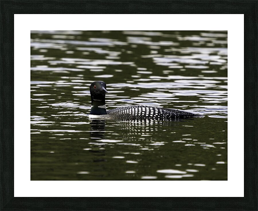 Common Loon in Water. Impression et Cadre photo