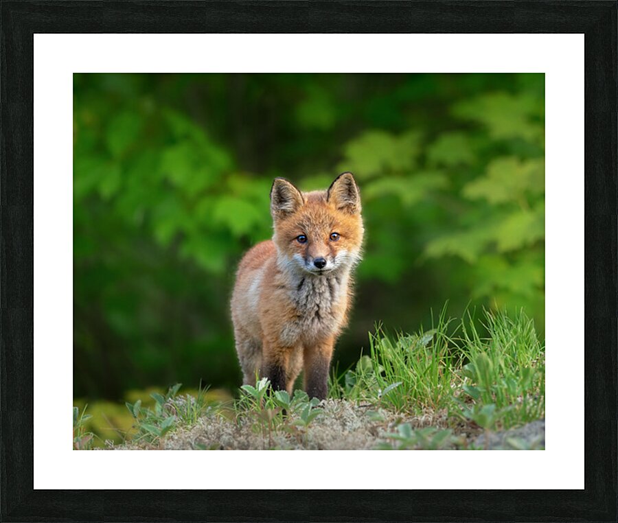 Portrait of a Fox Picture Frame print