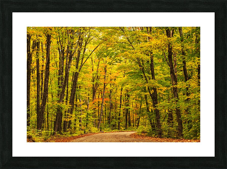 Fall Colors in Forest Impression et Cadre photo