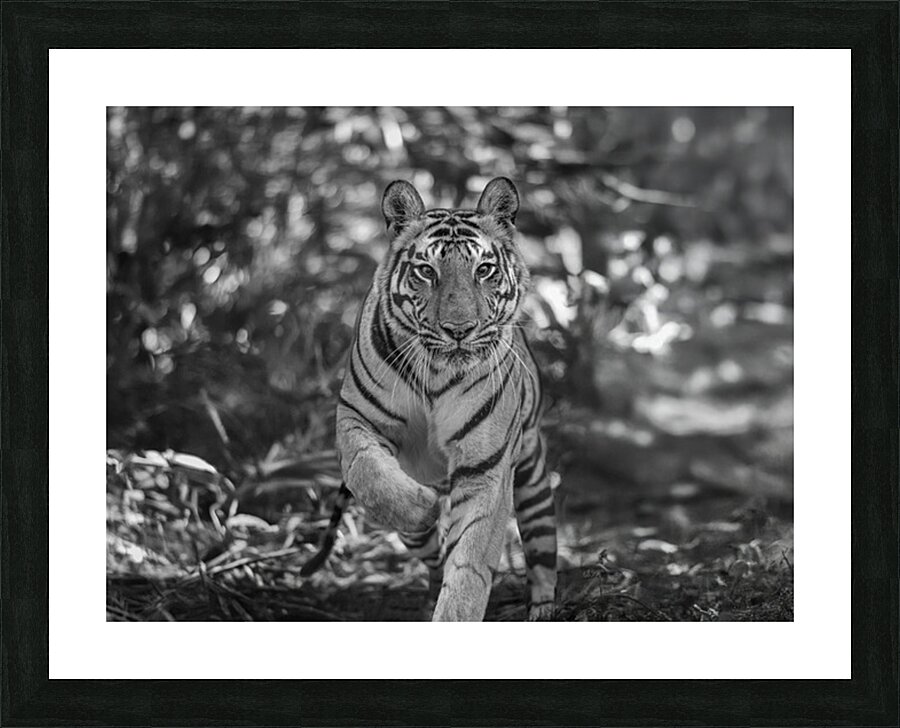 Sher Khan Picture Frame print