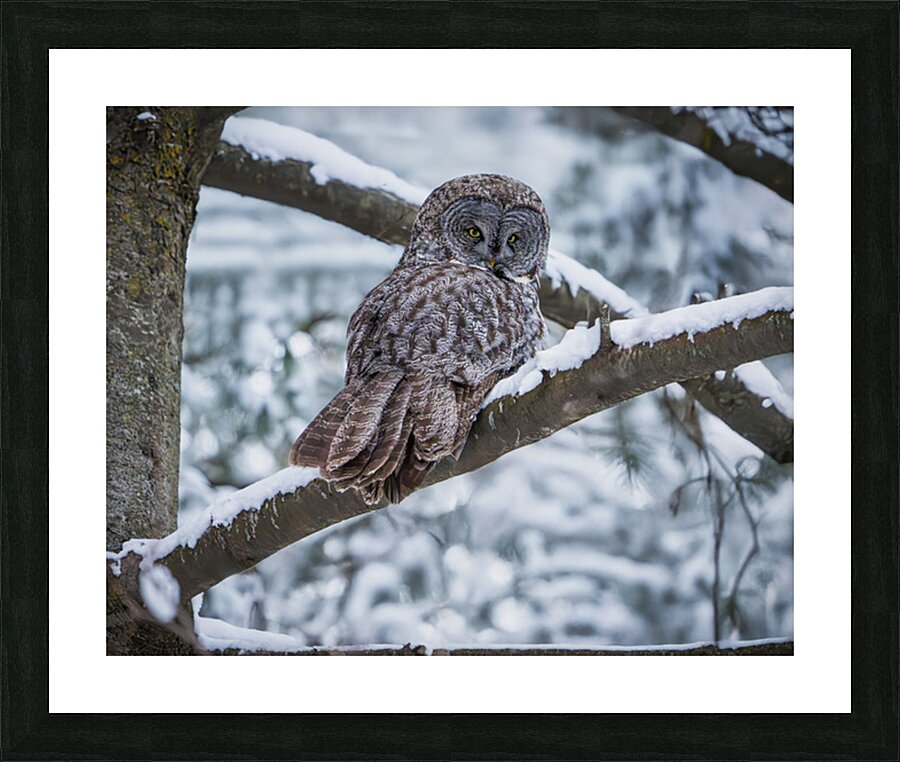 Great Grey Owl Picture Frame print