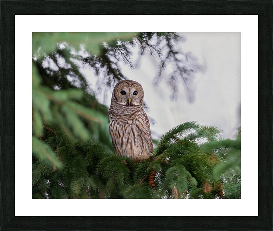 Barred Owl Picture Frame print