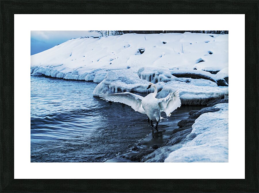 Swan in Winter Picture Frame print