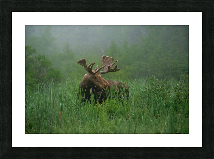 Bull Moose on a Foggy Morning Picture Frame print