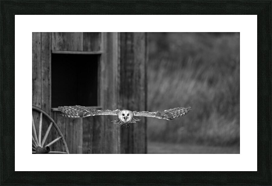 Barn Owl Picture Frame print