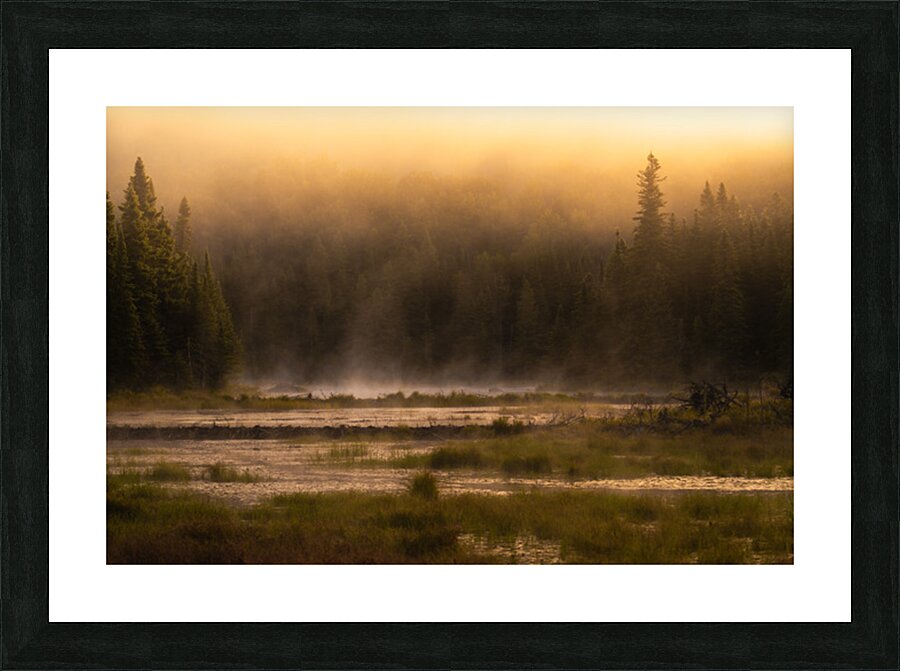 Summer morning in Algonquin Park Picture Frame print