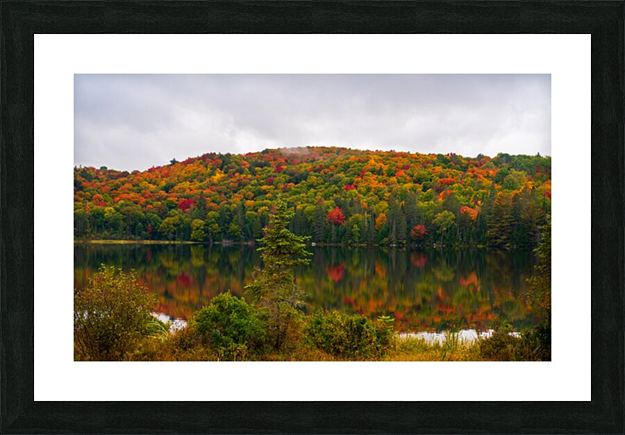 Algonquin Park in Autumn Picture Frame print